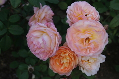 Killikus&reg; Fotographie